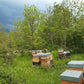 abeilles et ruches au cœur de la nature des Hauts de France