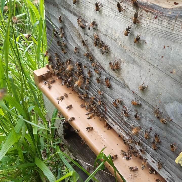 abeilles sur ruches