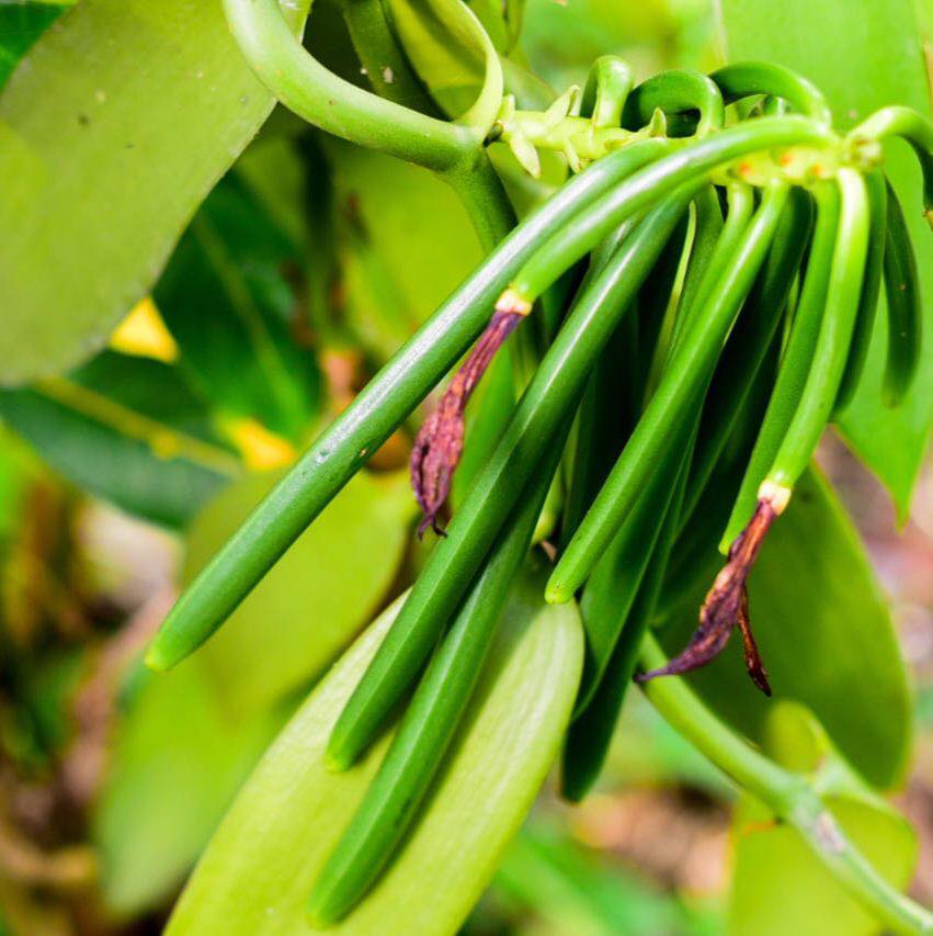 la culture de la vanille vanille verte sur plant