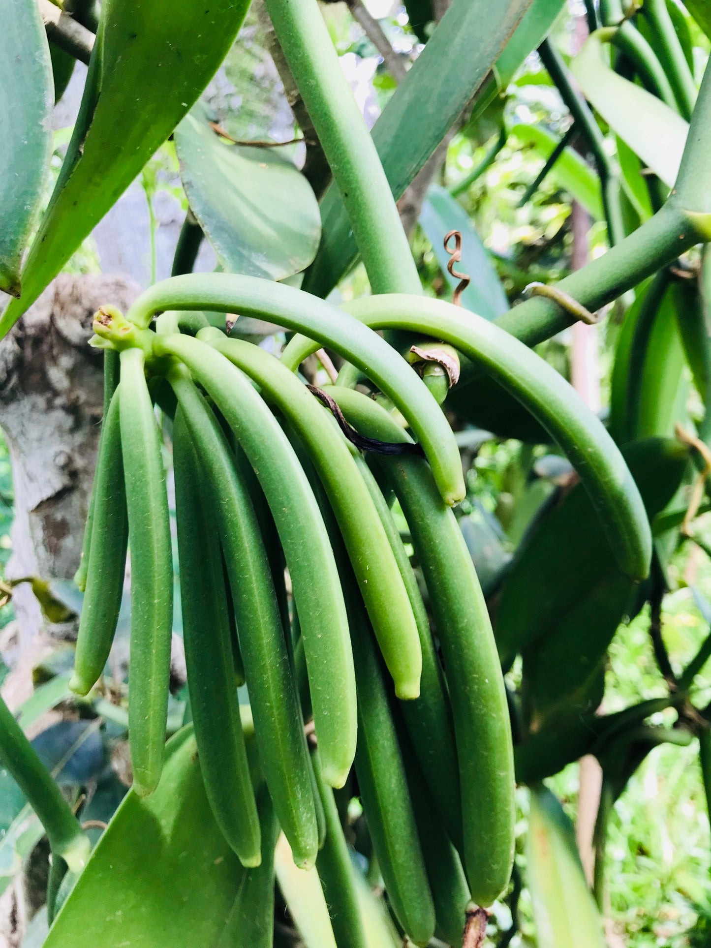 culture de la vanille à Madagascar