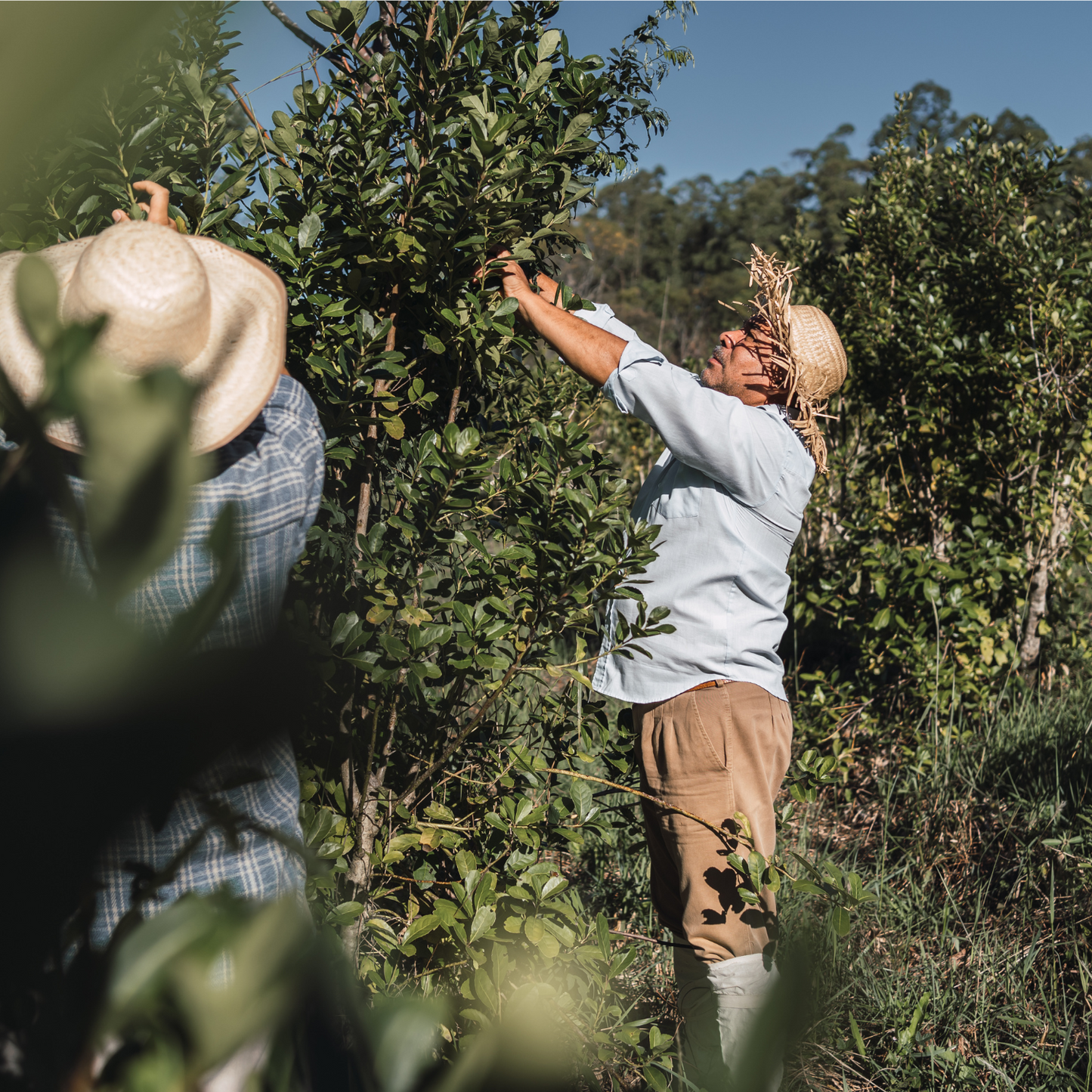 plantation et récolte du maté au Brésil