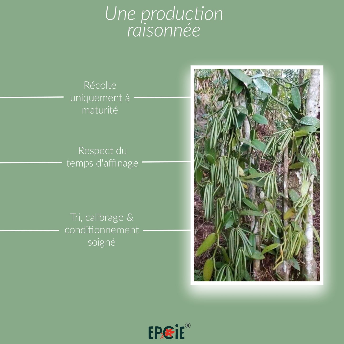 plantation vanille culture de la vanille graine de vanille tout savoir sur epcie.fr