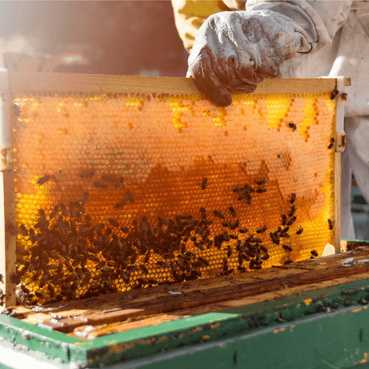 miel de France récolté par un apiculteur